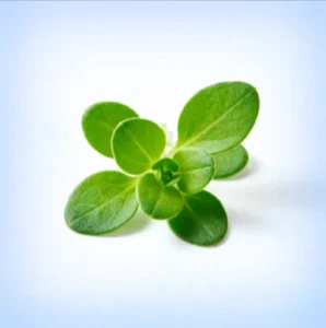 Bacopa Monnieri Extract