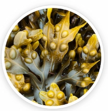 Bladderwrack Powder