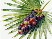 MenForceX-Saw-Palmetto